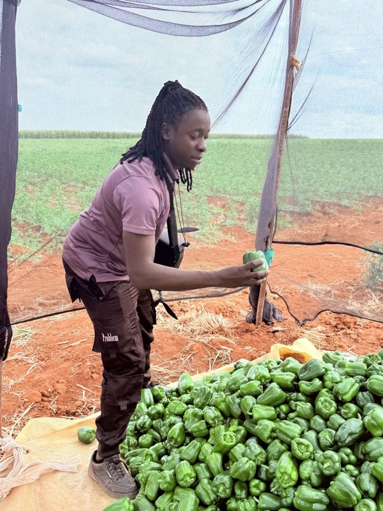 Vincent Odero sorting freshly harvested green peppers under shade netting at Rewaza Farms, with red soil and farmland behind him