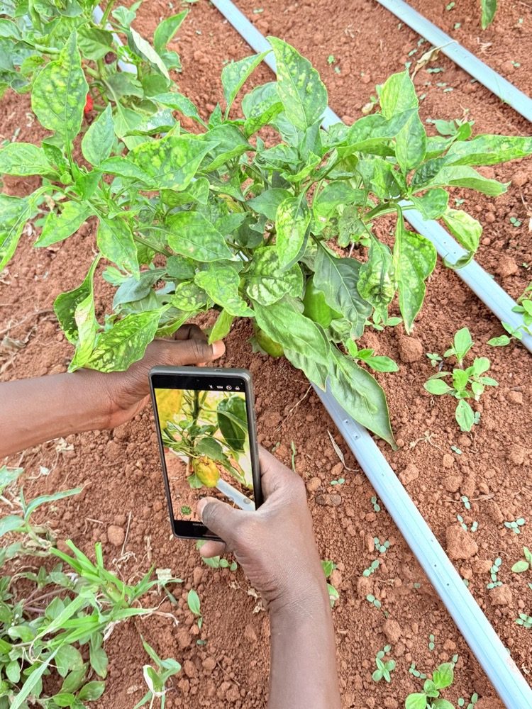 A farmer's hands holding a smartphone to photograph a young pepper plant growing in red soil next to a drip irrigation line
